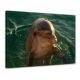 Dolfijn - Foto print op canvas