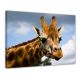 Giraffe - Foto print op canvas