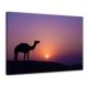 Kameel bij zonsondergang - Foto print op canvas