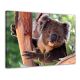 Koalabeer - Foto print op canvas