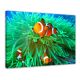 Finding Nemo (clown fish) - Foto print op canvas