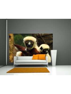 Foto behang Big Eyes - Indri Lemur voorbeeld