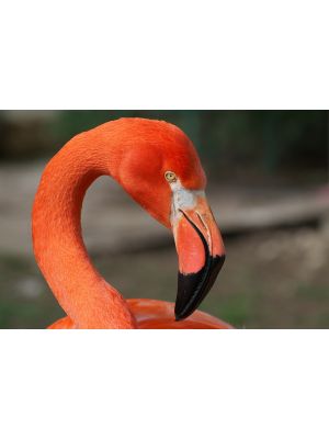 Foto behang Flamingo
