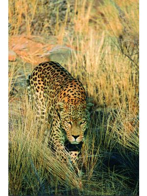 Foto behang Cheetah