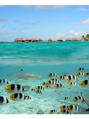 Foto behang Haai en vissen in Bora Bora Frans Polynesie
