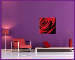 Foto print op canvas Rode roos met waterdruppels