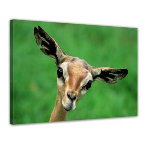 Antilope - Foto print op canvas