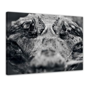 Krokodil - Foto print op canvas