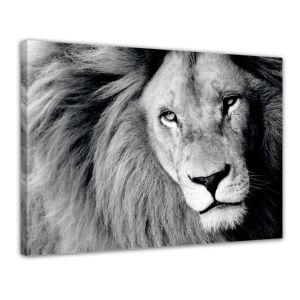 Leeuw - Foto print op canvas