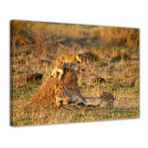 Leeuwen welpen - Foto print op canvas
