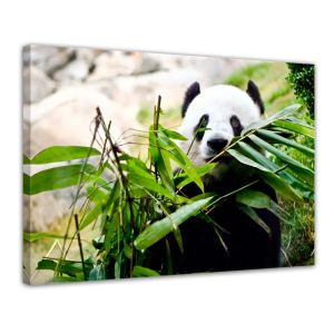 Panda beer - Canvas print ingelijst