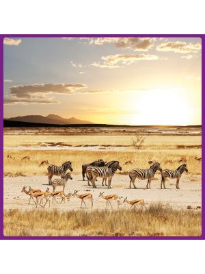 Foto print op canvas Serengeti - Gazellen en zebras