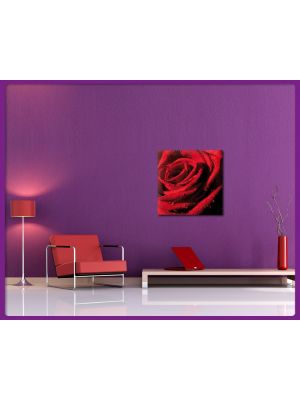 Foto print op canvas Rode roos met waterdruppels