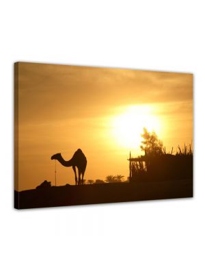 Kameel in Egypte - Foto print op canvas